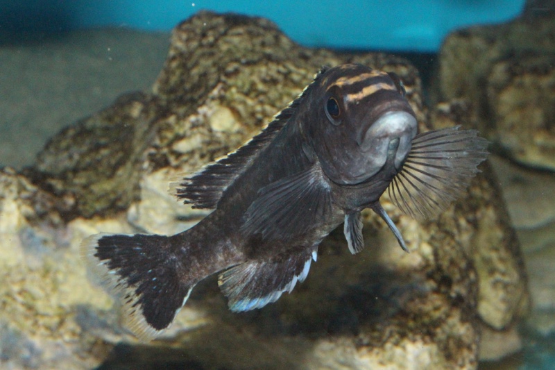 Melanochromis melanopterus 'Likoma Island'